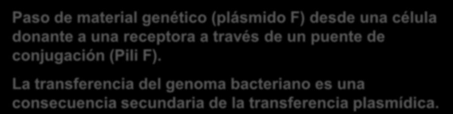 Conjugación Paso de material genético (plásmido F) desde