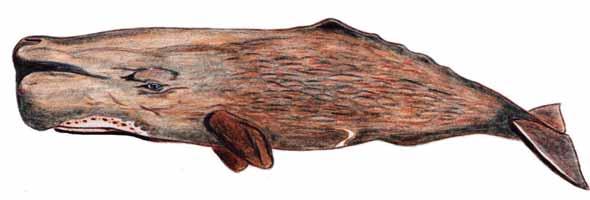 Cachalote (Physeter macrocephalus) Ecología y comportamiento Los cachalotes son mamíferos marinos cosmopolitas: tienen presencia en todos los océanos desde el ecuador a los mares árticos y antárticos