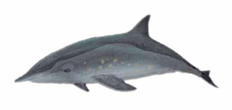 Delfín de dientes rugosos (Steno bredanensis) Ecología y comportamiento Los delfines de dientes rugosos tienen una amplia distribución por todos los océanos en aguas tropicales y subtropicales.
