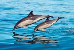 Los cetáceos son un grupo de unas 80 especies de mamíferos que ha evolucionado para adaptarse a la vida en el mar.