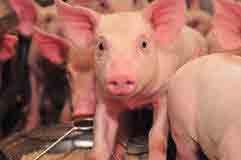 Capacitación de personal El personal en las granjas porcinas juega un papel muy relevante en los logros de la producción, tiene una alta responsabilidad