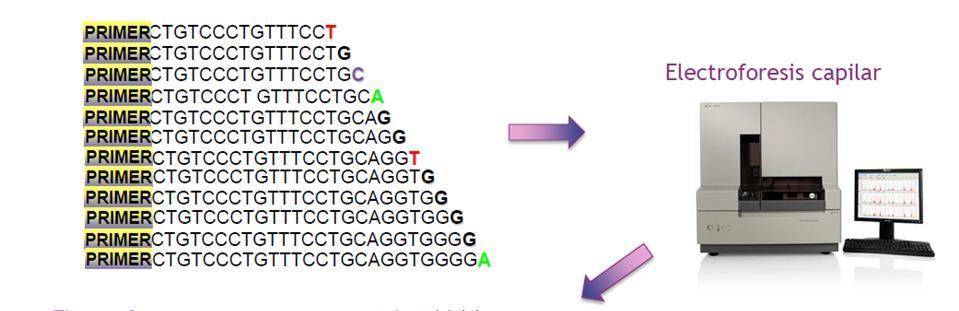 la secuenciación del genoma humano