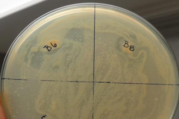 La cepa B6 tuvo doble respuesta antagónica confrontada con las dos cepas Escherichia coli y Staphylococcus aureus tipo ATCC ya que presentaron halo