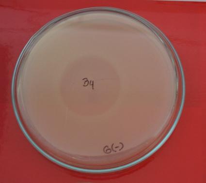 En esta segunda parte las colonias B4, B6 y B8 se trabajó por duplicado, cada una confrontadas con las cepas Escherichia coli y Staphylococcus