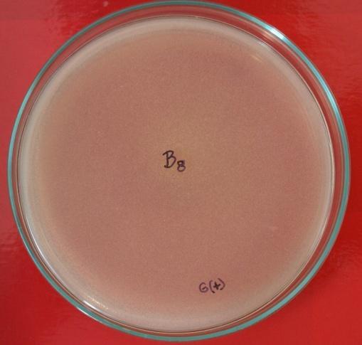 , (1996), para la obtención de bacterias marinas con actividad inhibitoria. Se aisló cepas bacterianas a las que sé purificaron y en placas se le adición la cepa testigo León et al.