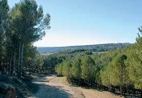 Valdilecha: Entorno natural Ruta del Pinar. Valdilecha ofrece dos paisajes bien distintos.