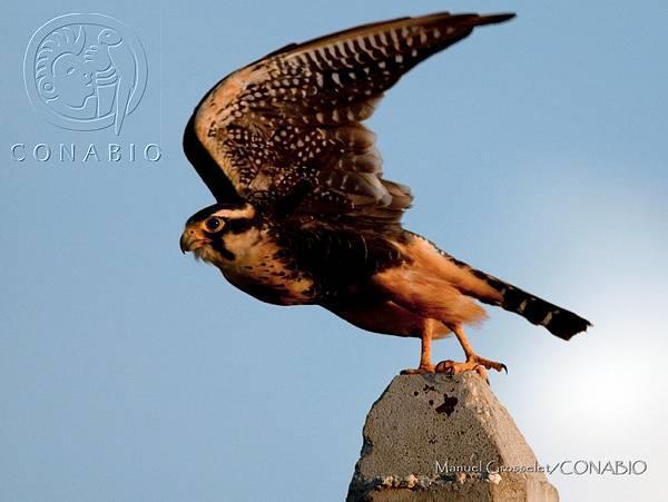 Falco femoralis Orden: Falconiformes Familia: Falconidae Género: Falco Estatus: Amenazada Nombre común: Halcón fajado Distribución: En México se encuentra desde Sinaloa, Chihuahua, Tamaulipas hasta