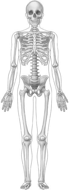 Unitat 6. Els sentits i l aparell locomotor 7. Identifica cada un dels ossos indicats. 1 2 3 4 5 6 7 8 9 10 8. Quins elements formen una articulació com ara un colze o un genoll?