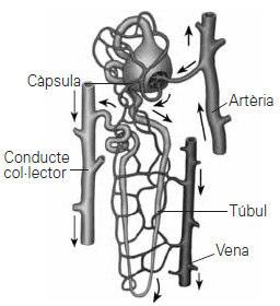 Quina és la unitat anatòmica i funcional del ronyó? 7.