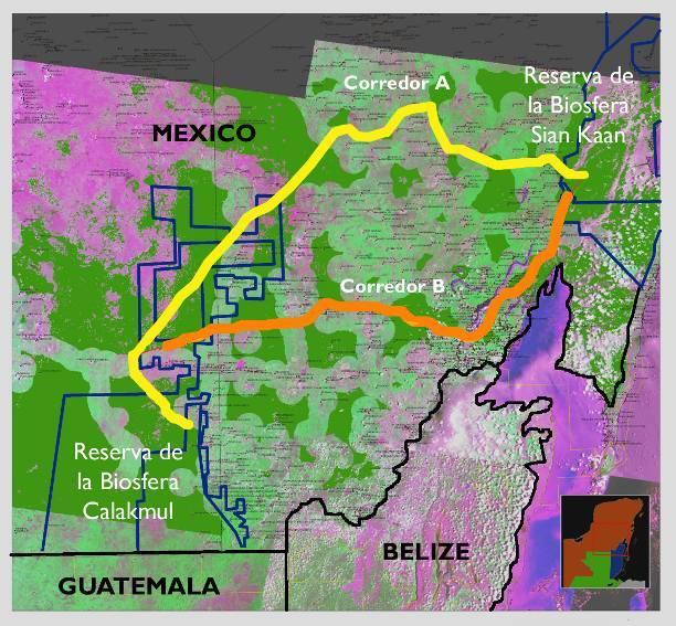 Estrategia de conectividad entre las reservas Uso de hábitat por el jaguar para determinar estas zonas Análisis y vínculo con programas gubernamentales de varios