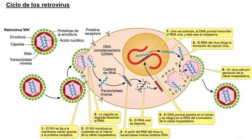 Animación ciclo del retrovirus VIH: http://www.susanahalpine.com/ (Muy bien) 4º y 5º DÍA: Otras forma acelulares Pg 279 8. Define los siguientes conceptos.