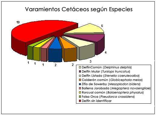 3.1) CETACEOS 3.1.1) Cuantificación de los varamientos En el siguiente gráfico se representa la cantidad de varamientos de cetáceos que la Red de Varamientos DELPHIS ha atendido en la provincia de