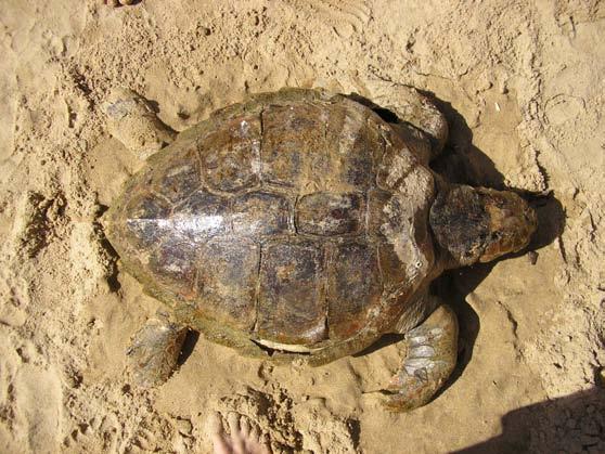 3.2.4) Grados de descomposición La mayor parte de las tortugas asistidas presentaban un grado de descomposición mínimo o moderado, este patrón sugiere que la