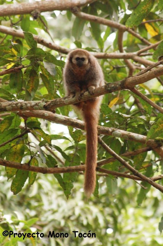 Qué sabemos del mono tocón de San Martín? Dentro de los 25 primates más amenazados del mundo. Primate más amenazado del Perú. Sólo vive en la región San Martín hasta los 1000m.