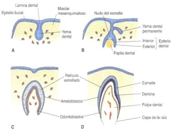 Gráfico N 2 Diferentes fases del desarrollo 22 Formación del diente en