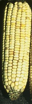 El maíz de alta calidad de proteína (QPM) Contiene opaco-2, una mutación natural que