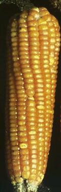 biológico de la proteína del maíz. Maíz Normal QPM Lisina (%Tot. Prot) 1.6-2.6% (prm. 2.