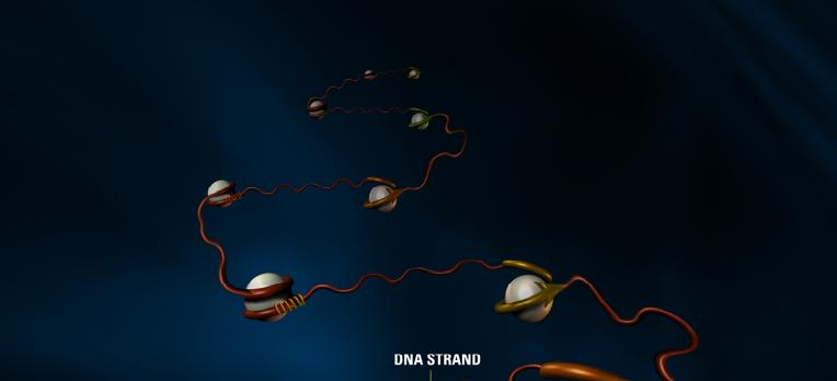 DNA y genes Gen Fragmento de una secuencia de DNA