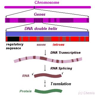 RNA Del DNA al RNA La secuencia de DNA se