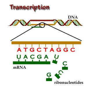 RNA Transcripción: