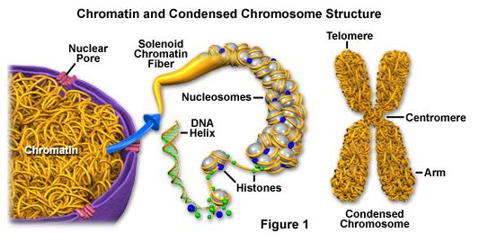 DNA Cromatina,