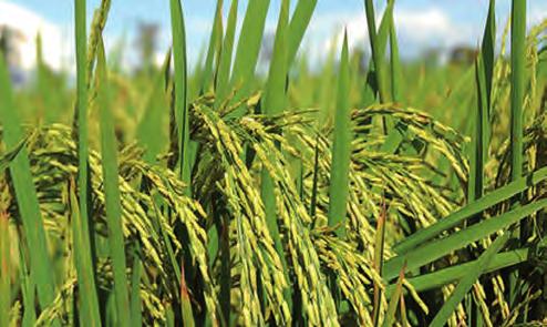 CUADRO Nº 3 BRASIL: Perfil de las exportaciones de arroz Tipo de arroz 2005/06 2011/12(marzo a octubre) ton. % ton. % Con cáscara 72 0,02% 78.593 5,62% cargo 3.295 0,87% 132.