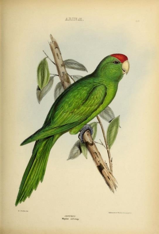 Conurus wagleri = Aratinga wagleri = Psittacara wagleri GRAY, ROGERT. 1845, The Genera of Birds, lámina 102.