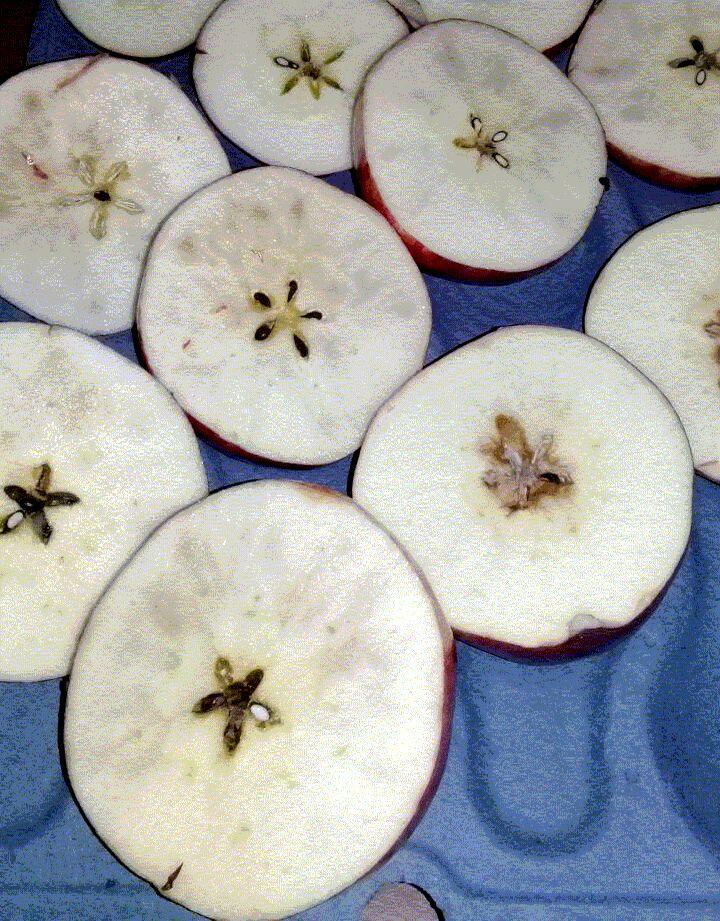 Foto Nº 2: Manzana Red Delicious con pardeamiento de pulpa asociado a fechas de cosechas