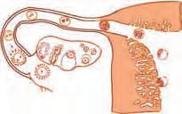 B) Fecundación: uno de los millares de espermatozoides que ocupan el tercio externo de la trompa uterina penetra en el ovocito. La nueva célula resultante presenta una gran vitalidad.