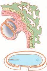 G) A los cuatro días desde la fecundación, la mórula llega a la cavidad uterina. H) Estadio de blástula. I) Implantación en la pared uterina, al cabo de una semana desde la fecundación.