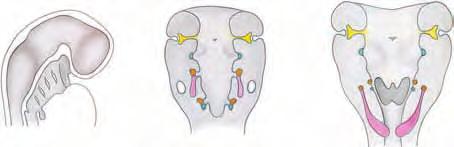1 PLAntEAMIEnto EMBrIoLóGICo a lo largo del borde anterior del músculo esternocleidomastoideo. A menudo no se advierten en el recién nacido, pero con el tiempo aumentan de volumen y son más visibles.