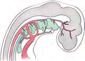 PLAntEAMIEnto EMBrIoLóGICo Bolsas faríngeas Cuarto arco aórtico Aorta dors. Esófago Esbozo laríngeo y pulmonar Esbozo tiroideo Membrana bucofaríngea Fig. 1-32.