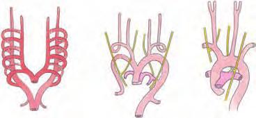 En líneas generales, podemos decir que por encima de la anastomosis intercava, entre las dos venas cardinales craneales, se forman a ambos lados las correspondientes venas yugulares internas, que