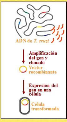 peptide: not found 9 transmembrane helices GPI anchor: not found ADN de T.
