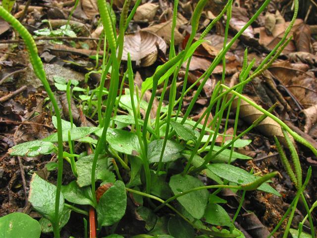 10 Flora del valle de Lerma 2. Ophioglossum reticulatum L. (Lám. 3, foto 3, mapa 1)) Plantas terrestres de 7-35 cm long. Rizomas erectos, cilíndricos, hasta 5 cm long. x 0,5 mm lat.