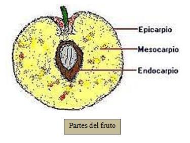 3.5.- Fruto: es el órgano procedente de la flor, o de partes de ella, que contiene a las semillas hasta que estas maduran y luego contribuye a diseminarlas.
