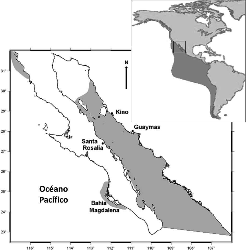 Lunes 14 de julio de 2014 DIARIO OFICIAL (Primera Sección) 33 Distribución Dosidicus gigas se distribuye a lo largo del Océano Pacífico oriental (37º N a 47º S), desde California hasta el sur de