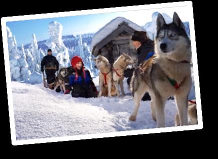 5 Día 3º (5 ó 9/12) MUONIO Trineo de huskies y multiactividades árticas. Desayuno buffet.