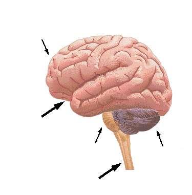 Cervell Bulb raquidi Cerebel EL SISTEMA NERVIÓS És l element integrador de totes les funcions del nostre cos.