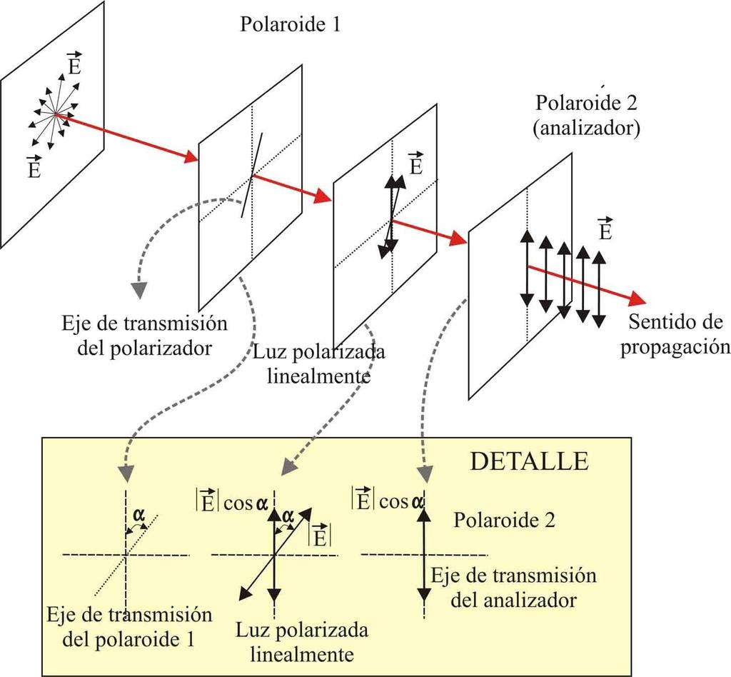Supongamos, como se indica en a figura 4, que a la luz polarizada linealmente le interponemos en su camino un segundo polarizador llamado analizador. Fig.
