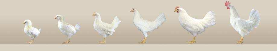 Qué hacer para producir en ciclos largos? Preparando el ave para un maratón Empezar con el adecuado desarrollo de la pollita en la recría: 1- Cumplimiento de peso corporal & uniformidad sem.