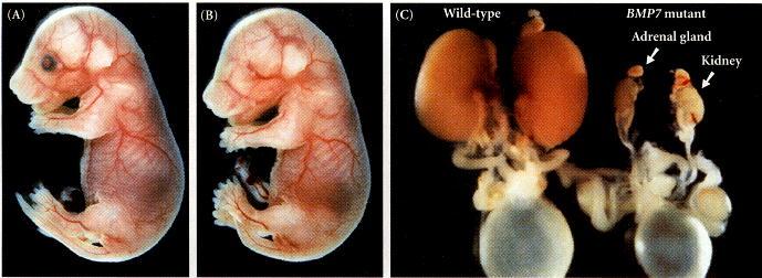 Figure 4.21. Morphological analysis of BMP7 knockout mice. A wild-type (A) and a homozygous BMP7-deficient mouse (B) at day 17 of their 21-day gestation. The BMP7-deficient mouse lacks eyes.