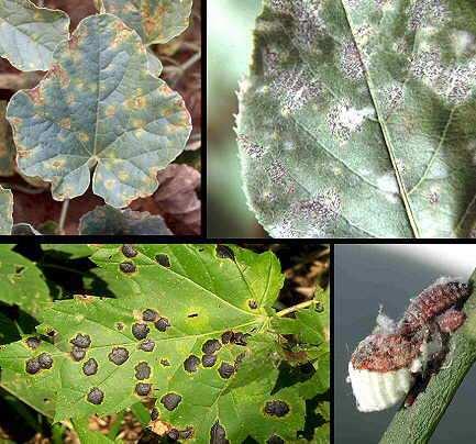 Enfermedad vs Plaga Plaga: En plantas o cultivos, cualquier organismo o población