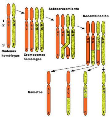 2. Ligamiento El ligamiento de genes se basa en el principio de que un organismo tiene pocos cromosomas y, sin embargo, posee miles de genes, por lo cual en cada cromosoma hay muchos genes que