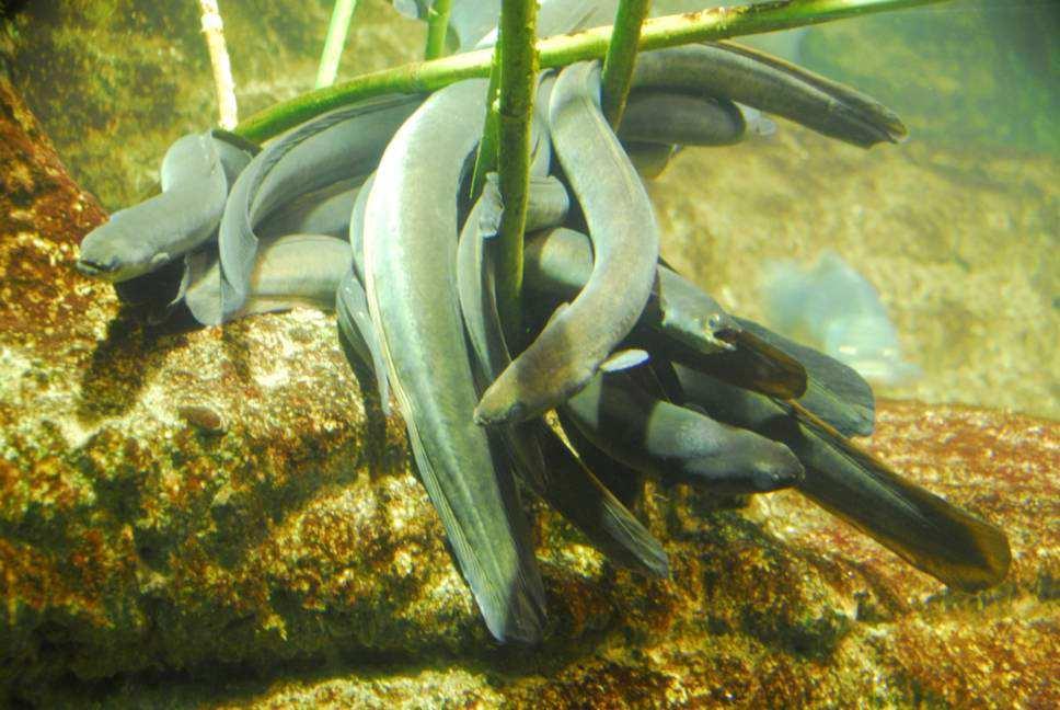 - Muestreos de anguila en el río dentro del proyecto Pesquerías sostenibles de la anguila en la Red Natura 2000 que cuenta con la colaboración de