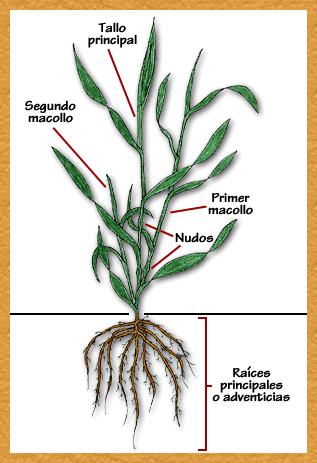 COMPONENTES DE RENDIMIENTO EN GRAMINEAS MACOLLO: En una planta gramínea, cada macollo individual puede considerarse como una unidad morfológica a partir de la cual se originan nuevas hojas, macollos
