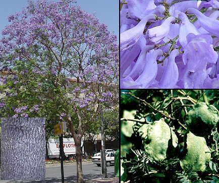Nom comú Català Nom comú Castellà Nom científic Família Origen Localització Xicarandana Jacarandá Jacarandá mimosifolia Bignoniaceae Brasil, Paraguay i nord d Argentina V2 Ja-1 Época de floració :