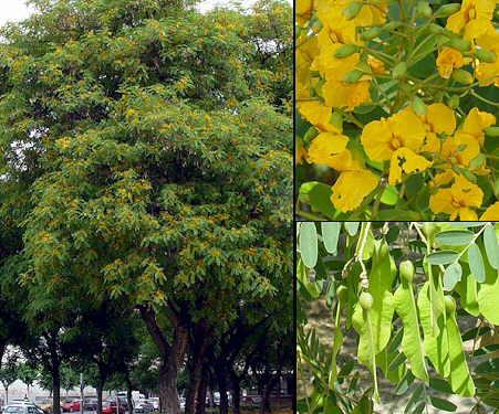Característiques : La xicarandana és un conegut arbre de jardí originari de Sud Amèrica i caracteritzat per les fulles molt dividides, però principalment per les seves flors blaves, nombroses i