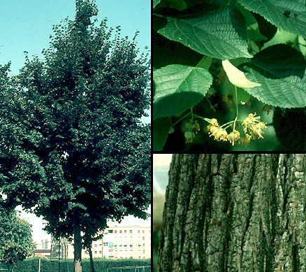 Característiques : El xiprer no és un arbre propi de la nostra flora. S'ha utilitzat molt per a jardins i per fer barreres contra el vent.