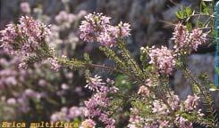 All (Allium schoenoprasum)